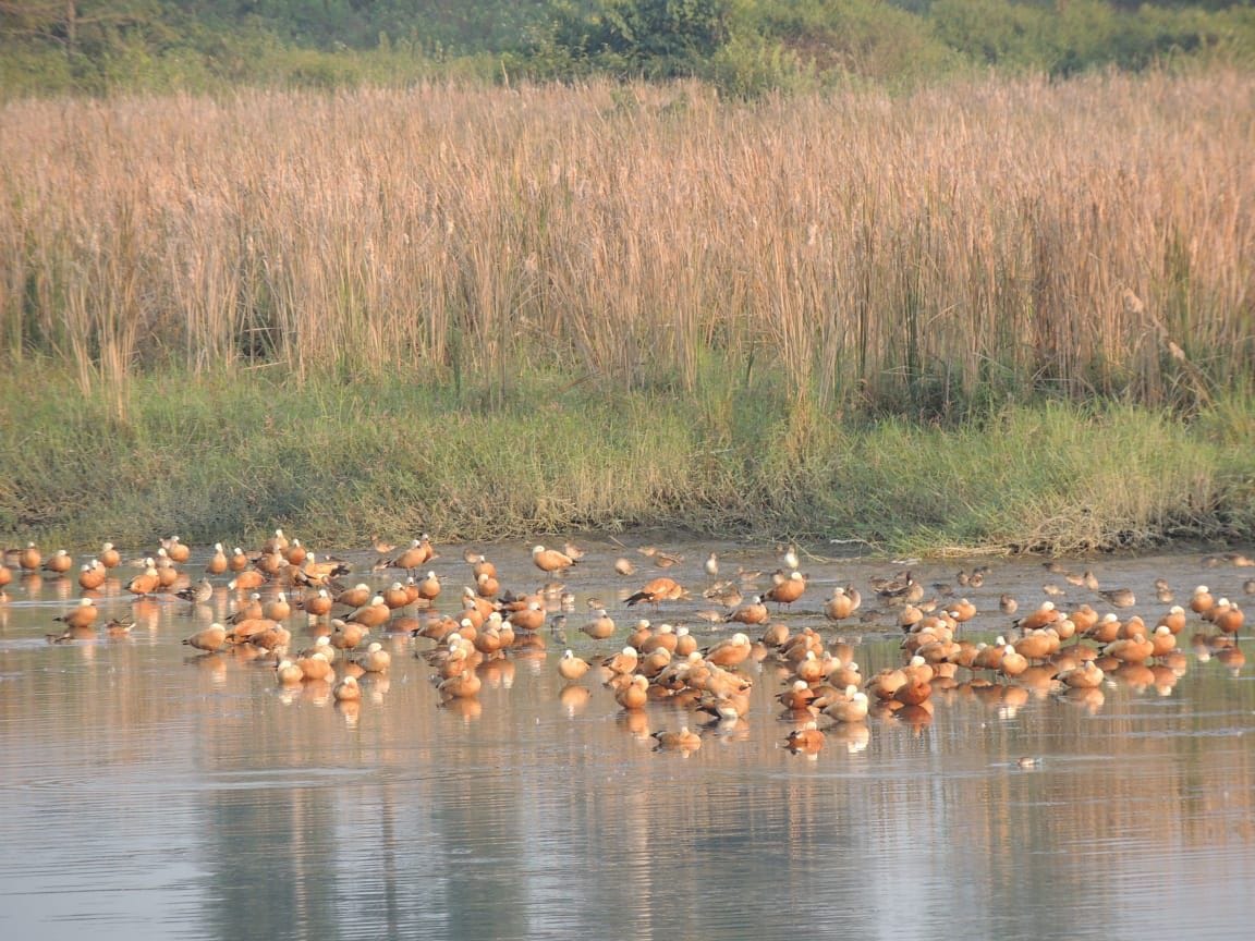 King Plush Fish Eagle of Asan made distance from the lake