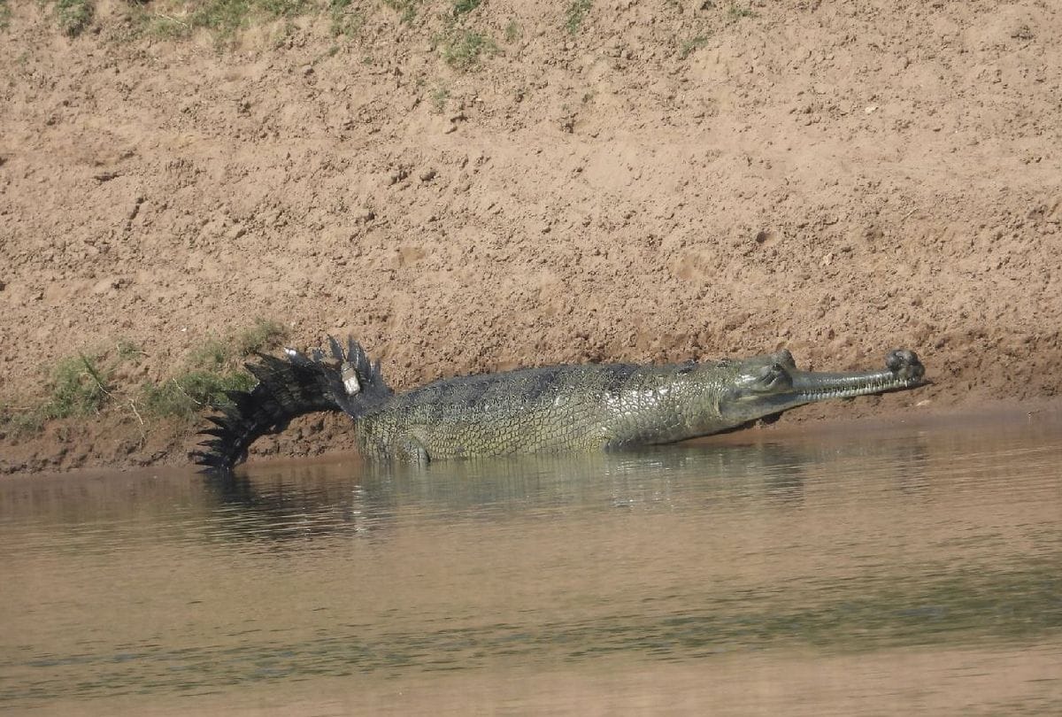 Chambal alligators can roam up to 210 km in water