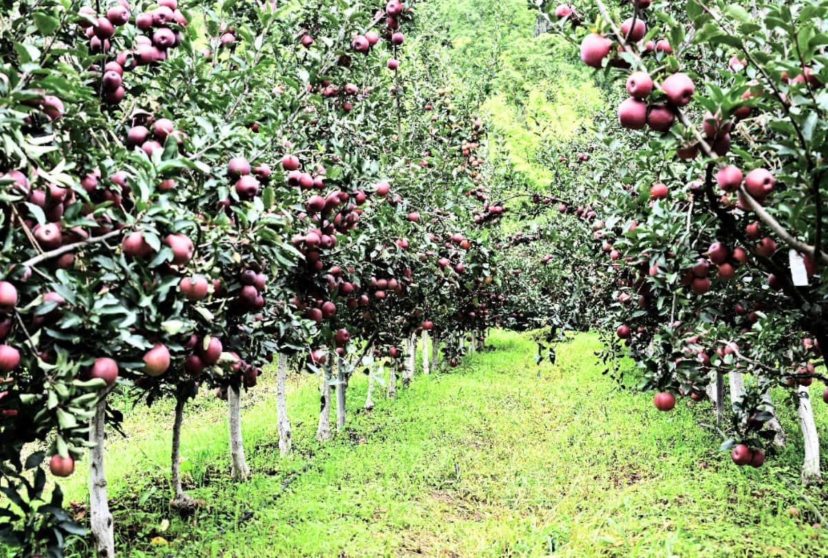 Good News: Now apple will grow on the lines of Kashmir in the lower areas of Jammu division