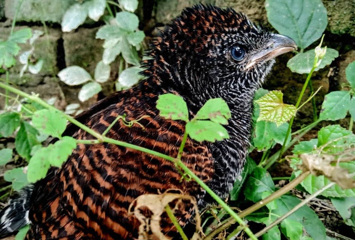 bird watching in india environment and bird lovers