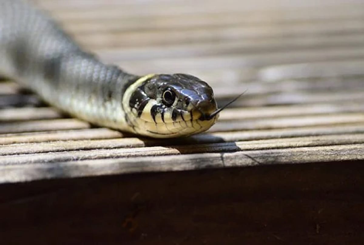 Two children died due to snakebite woman serious in varanasi