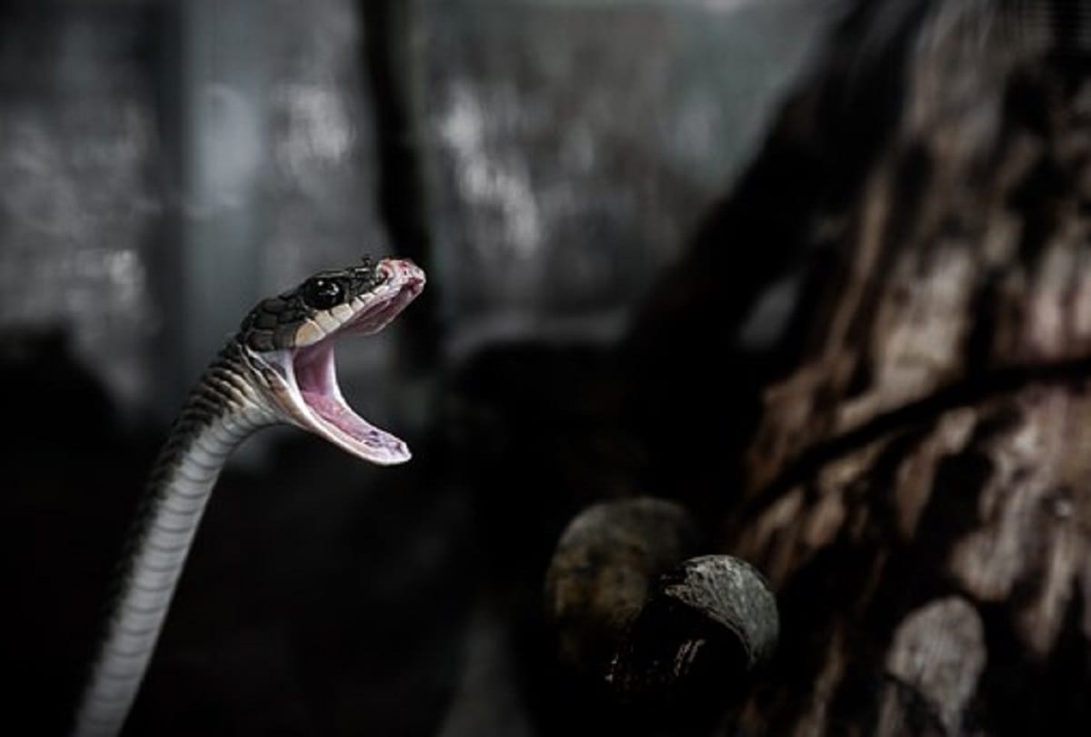 Thailand cobra gold military exercise where army trained for eats snakes