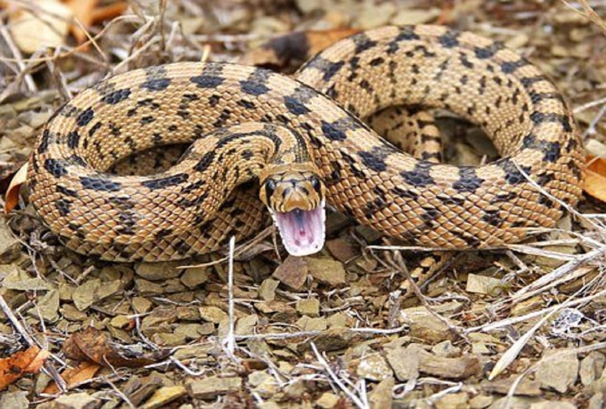 45-year-old tribal man reportedly bites snake remote village in Odisha Jajpur district kills the serpent