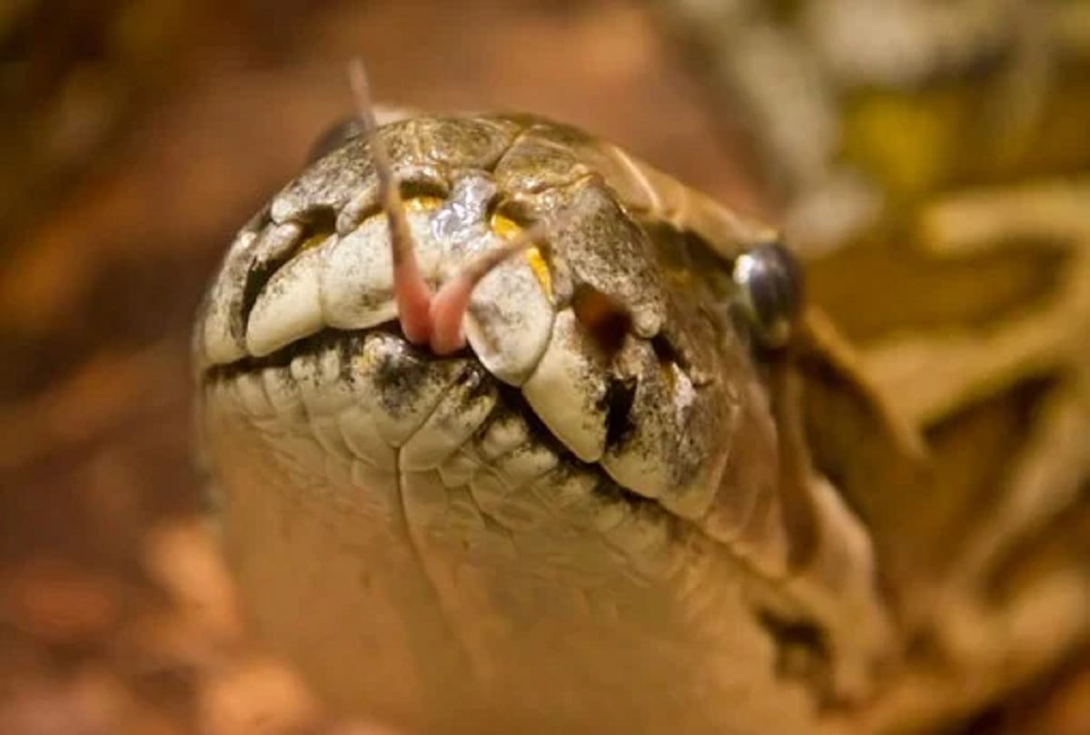 Coronavirus Study shows Brazilian viper venom may become tool in fight against covid 19