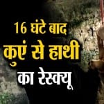 हाथी