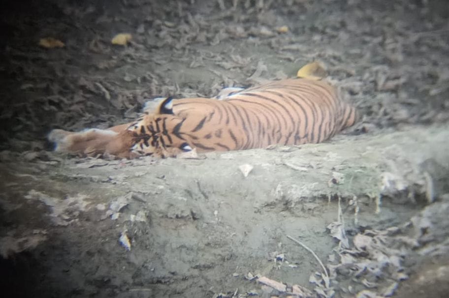 tigress terror
