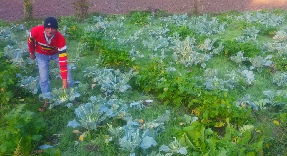 animals destroyed Vegetables