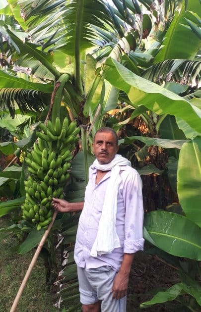 Banana threat in sugarcane belt, making a profitable deal