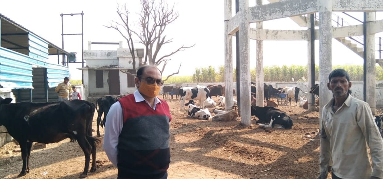 Straw was being fed to cow dynasty, instructions to arrange green fodder