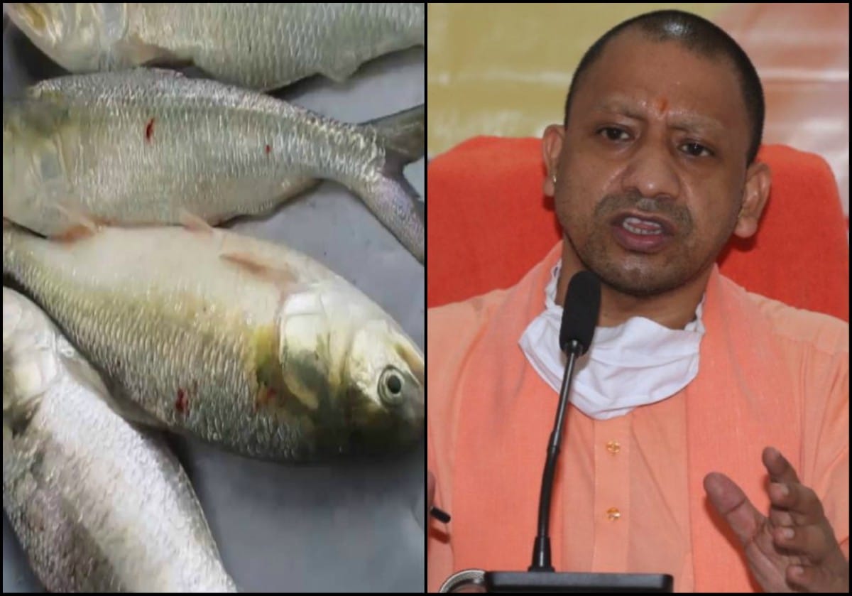 UP government to release 10,000 fish in Ganga, fisheries will get a boost in varanasi