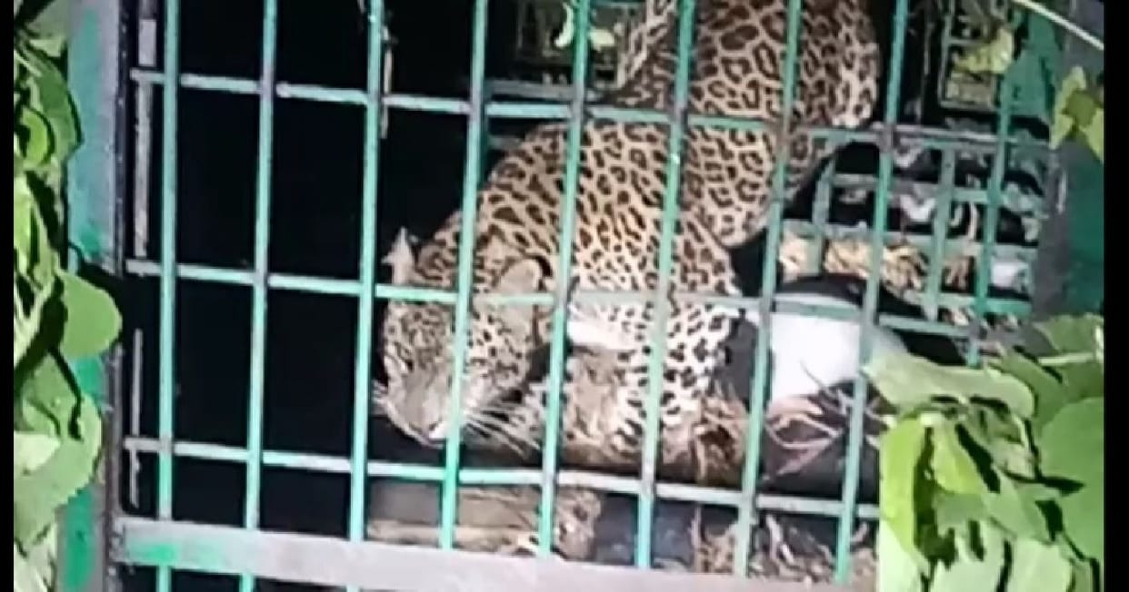 The leopard who killed the innocent is imprisoned