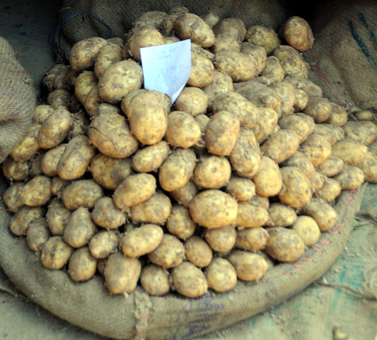 UP: Bumper production in Punjab brought down the prices of new potatoes