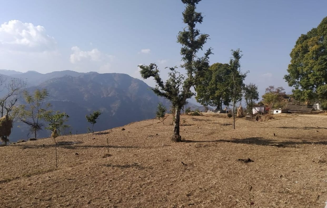 Due to lack of rain, the fields reached the verge of desertification