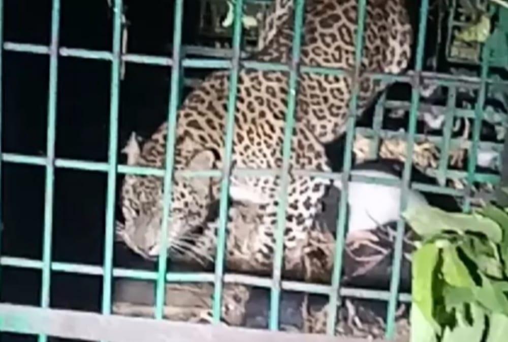 Leopard who killed 5 years old child get caught in Bahraich.