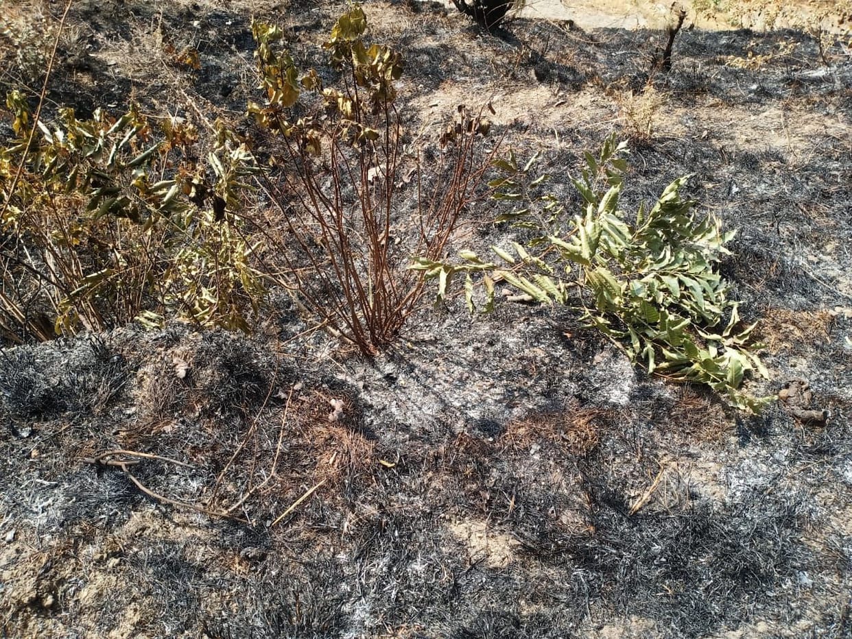 Chaotic elements set fire to forest, burnt half hectare of forest