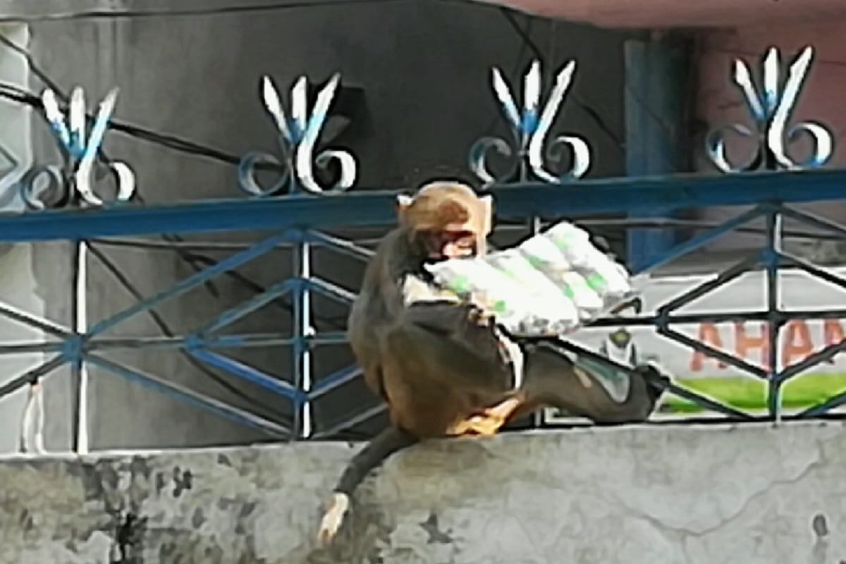 A monkey reached the police station with a packet of bombs in Mawana of Meerut