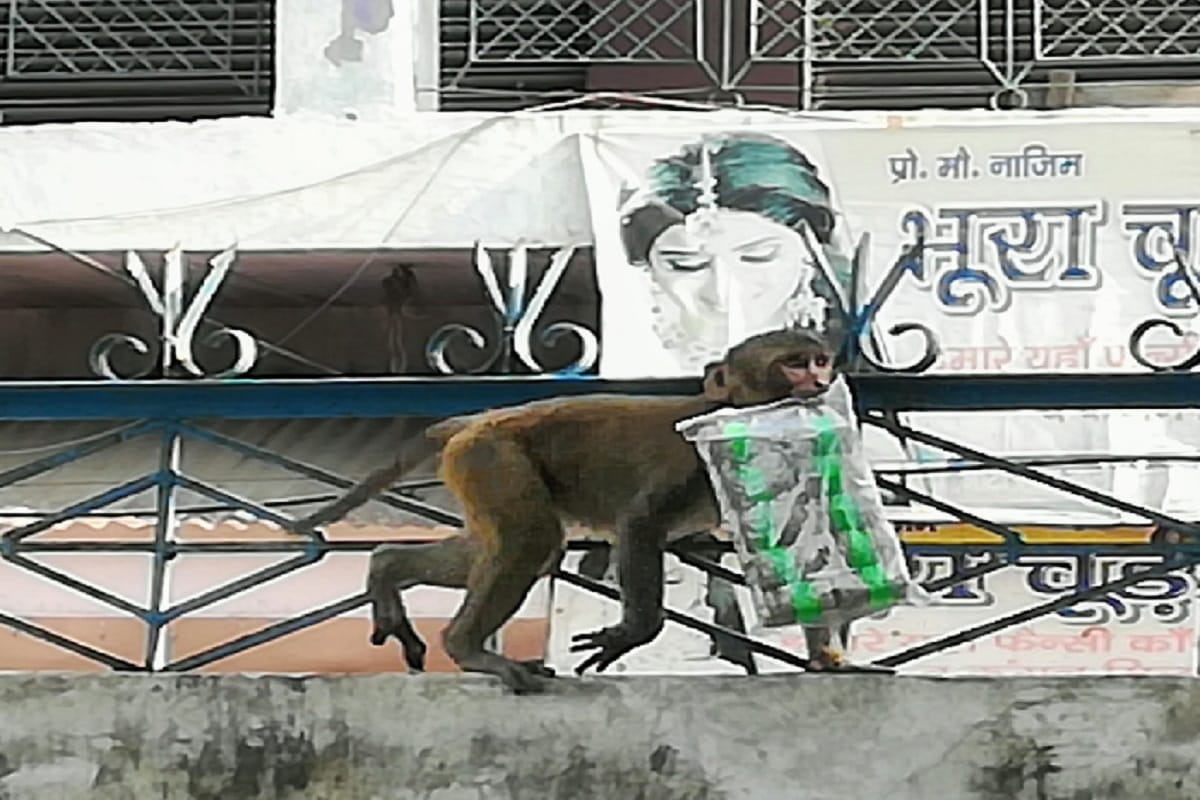 A monkey reached the police station with a packet of bombs in Mawana of Meerut
