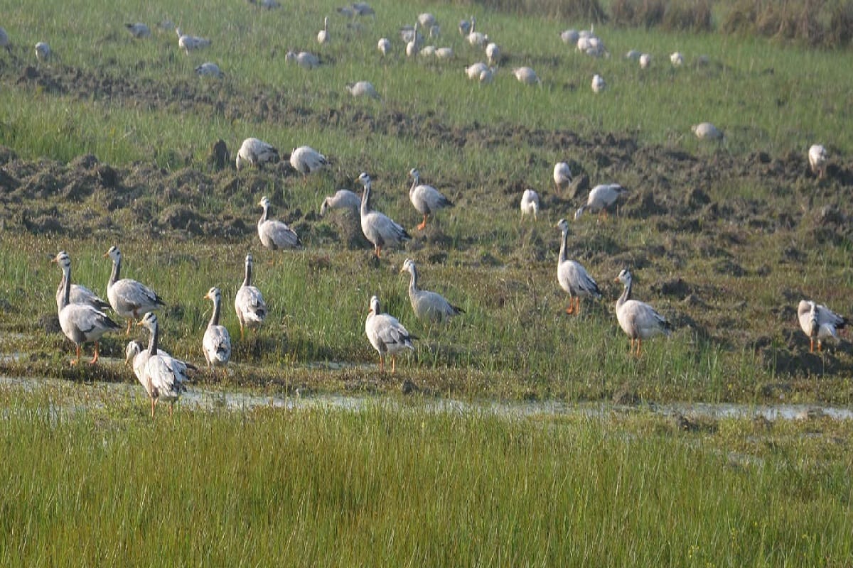 Hastinapur century is buzzing with guest birds, migratory birds are seen playing in the lakes