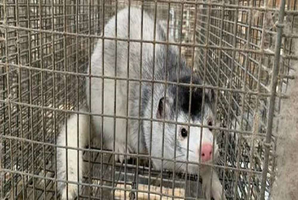 first known instance of likely animal-to-human transmission, Four Infected With a Virus Variant Seen in Mink