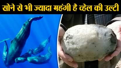 why ambergris is very costly