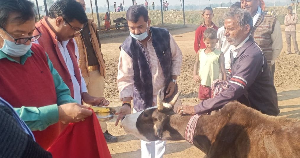 Worshiped cows, told the usefulness of cattle