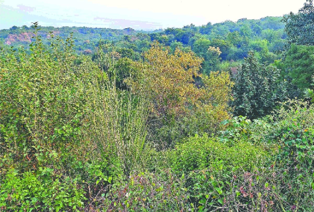 Forest department planning to handover Gurugram Aravali issue to Municipal Corporation