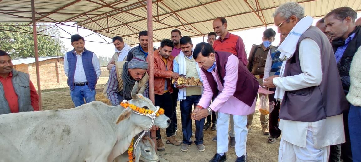 Properties fed to cows on Gopashtami