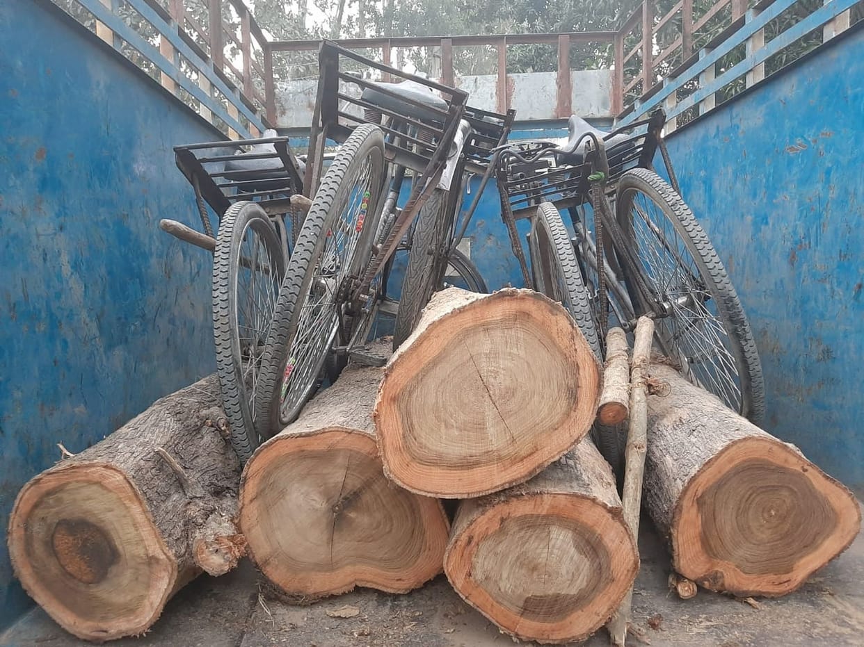 Two Tree  Cutted By Forest Mafia
