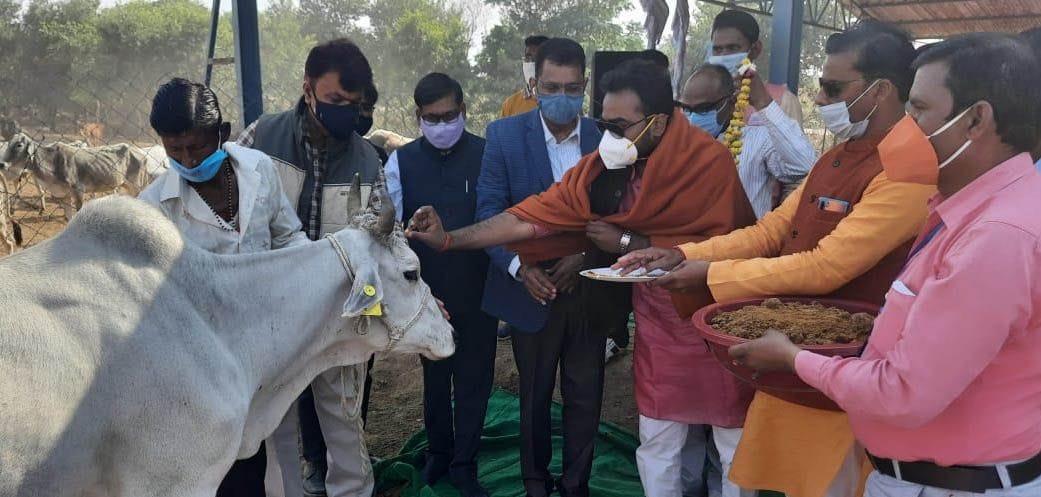 Feed jaggery and fodder to cows after worship