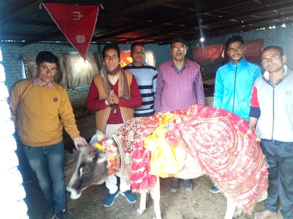 Money gopashtami, worship of cows by glee