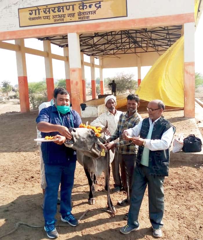 On Gopashtami festival, the DM fed jaggery and gram by worshiping Goddess Mata