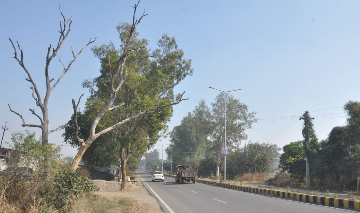 Peepli-Ladwa-Yamunanagar highway, the tree slid far down the road, negligent department is ignoring