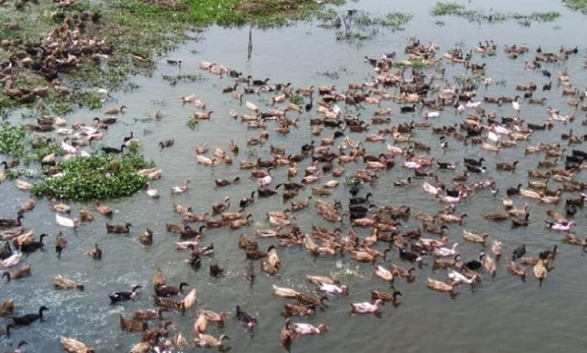 Every year a large number of Siberian birds come to Surhatal now the birds are being hunted