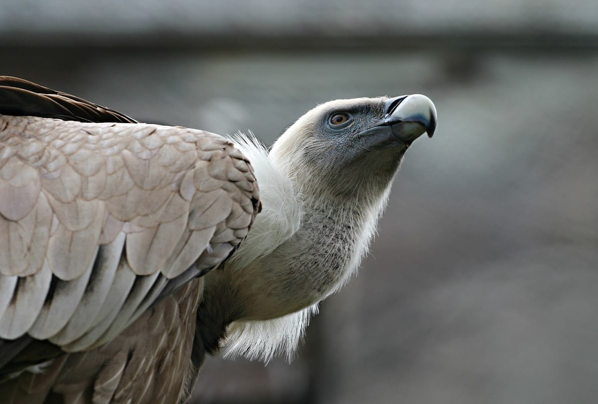 california vulture produces baby without sperm