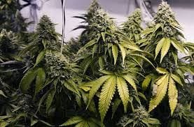 cannabis cultivation practice in Bageshwar district