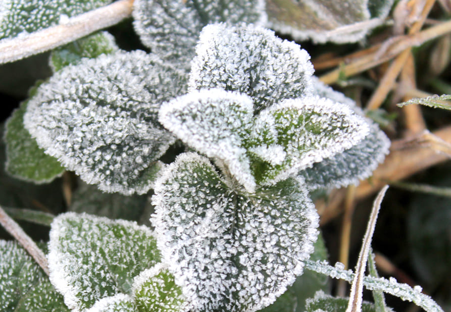 Minimum mercury reached four degrees, froze in the fields