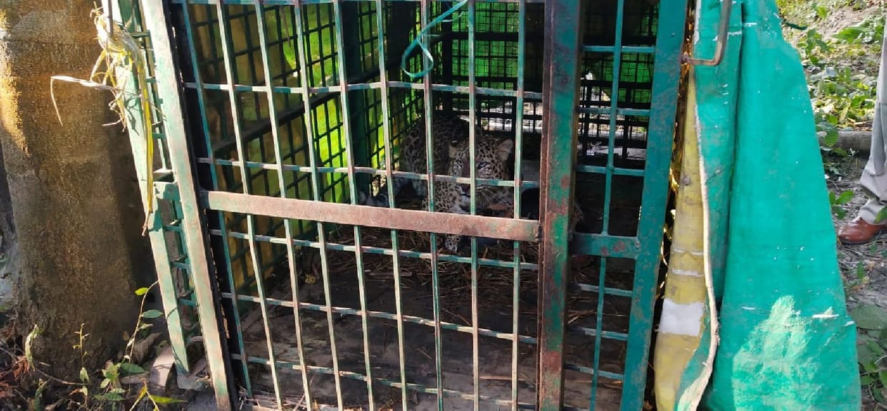 Leopard released in the forest across the Gerua River