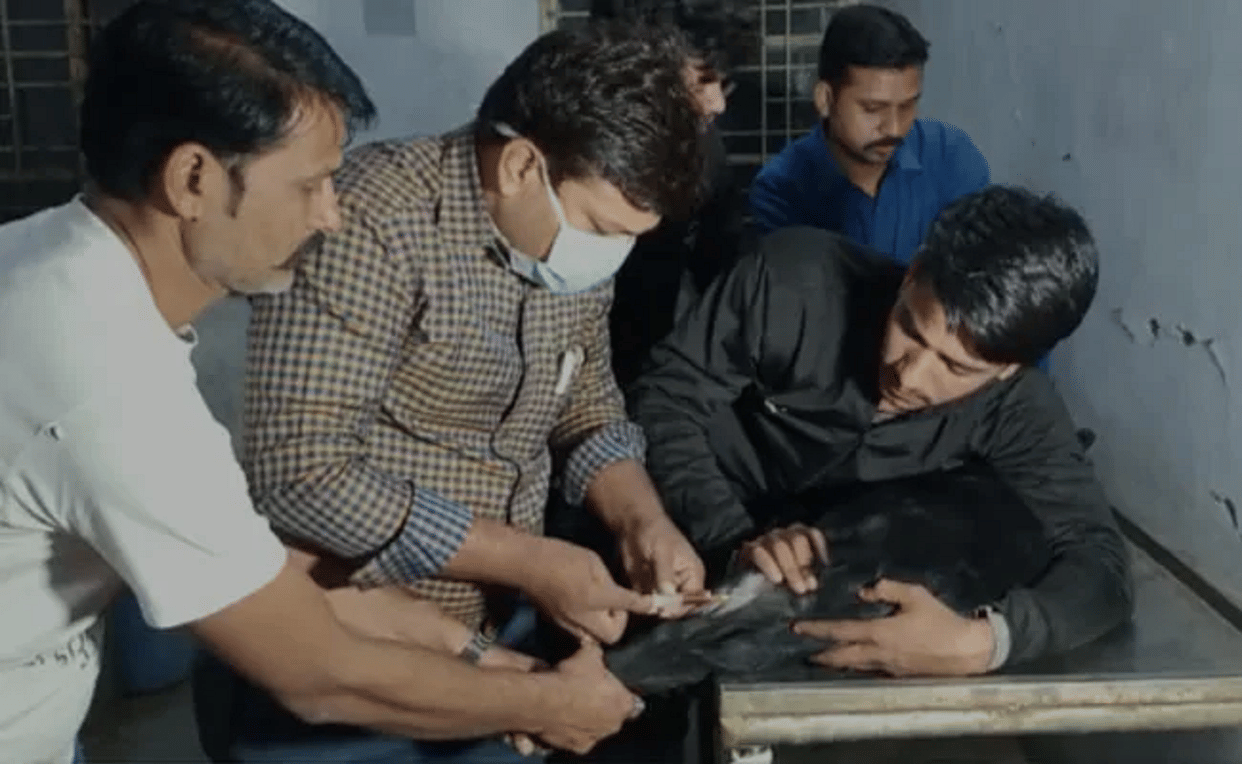 madhya pradesh hoshangabad police dna test Labrador dog to find his real owner