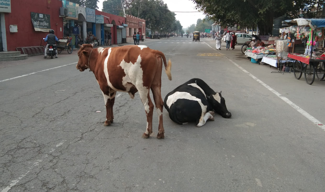 Worship to the cow dynasty on Gopashtami, again beginning the next day