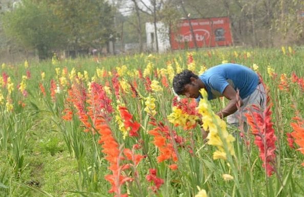 Marigold and gladiolus will shine the fortunes of farmers