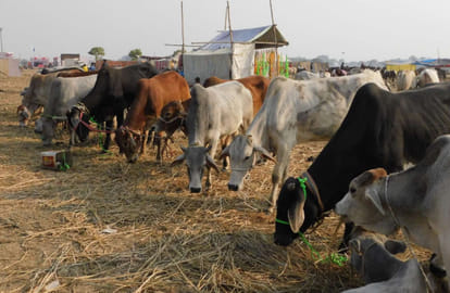Dadri Mela Ballia buffalo eats apple banana and cashew raisins price and milk