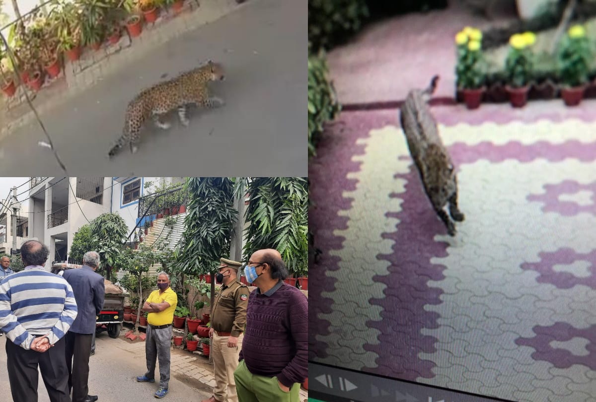ghaziabad leopard in raj nagar rajkund area create furore