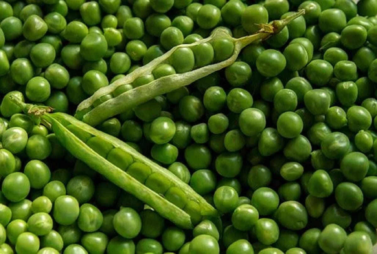 Foreign peas and popcorn worth 1.09 crores caught in Kushinagar
