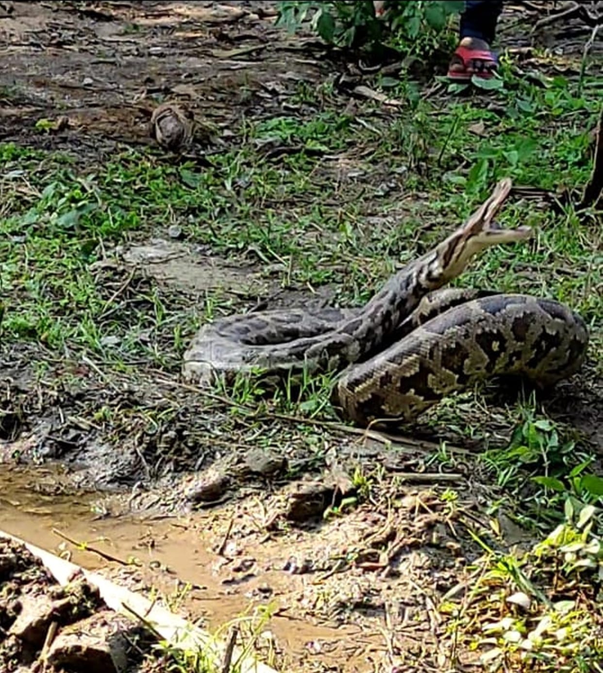 Python
