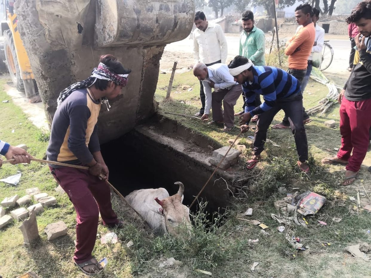Twenty four hours later, a cow fell in a drain
