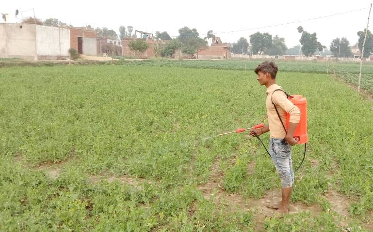 phalee chhedak soodee ke hamale se matar kee paidaavaar mein giraavat