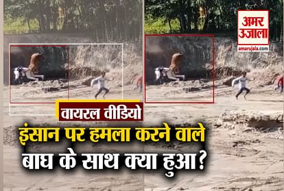Tiger attacked people in Assam