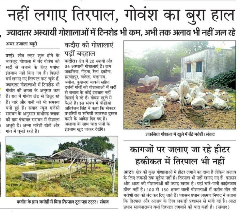 Cattle were taken care of, tarpaulin immediately weighed