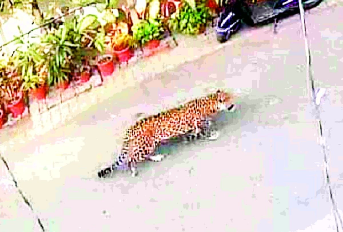 leopard seen roaming in posh areas of Ghaziabad city people scared