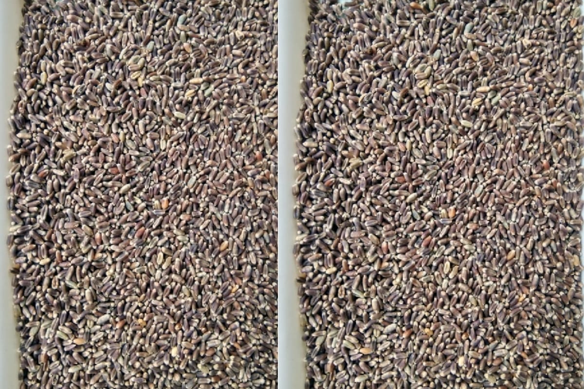 Black wheat making sugar and heart patients healthy
